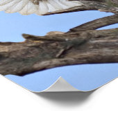 Bald Eagle (Haliaeetus leucocephalus) met vleugels Poster (Hoek)