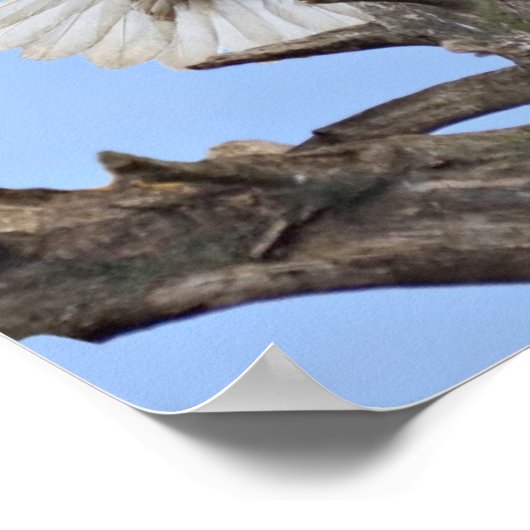 Bald Eagle (Haliaeetus leucocephalus) met vleugels Poster (Hoek)