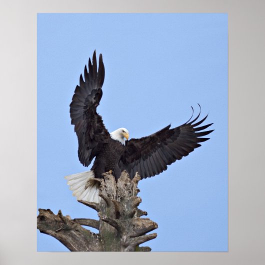 Bald Eagle (Haliaeetus leucocephalus) met vleugels Poster (Voorkant)