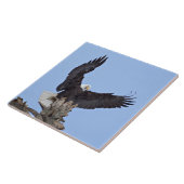 Bald Eagle (Haliaeetus leucocephalus) met vleugels Tegeltje (Zijkant)