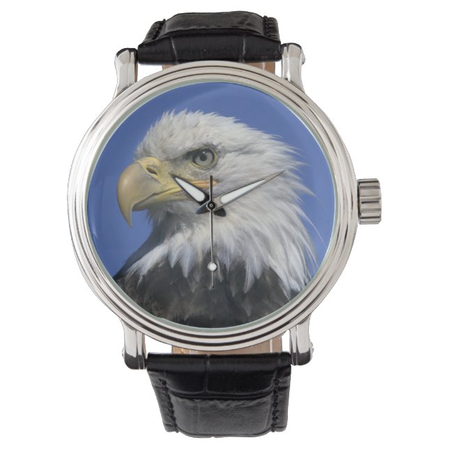 Bald Eagle (Haliaeetus leucocephalus), wild, Horloge (Voorkant)