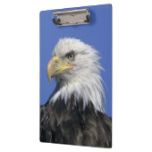 Bald Eagle (Haliaeetus leucocephalus), wild, Klembord (Links)