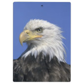 Bald Eagle (Haliaeetus leucocephalus), wild, Klembord (Achterkant)