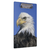 Bald Eagle (Haliaeetus leucocephalus), wild, Klembord (Rechts)