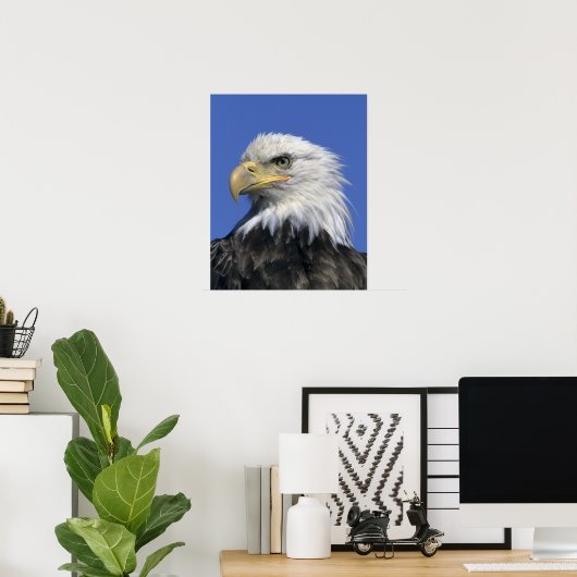 Bald Eagle (Haliaeetus leucocephalus), wild, Poster (Thuiskantoor)