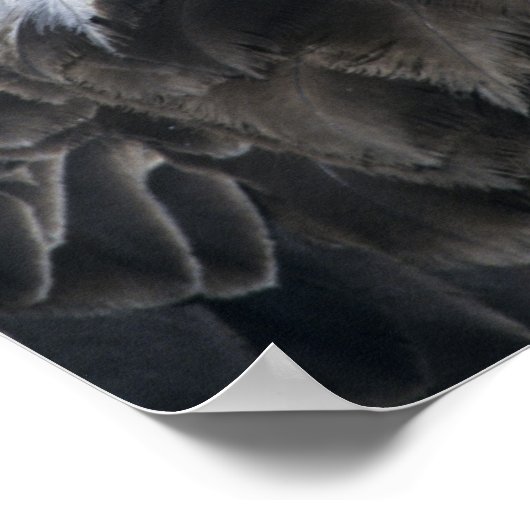 Bald Eagle (Haliaeetus leucocephalus), wild, Poster (Hoek)