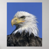 Bald Eagle (Haliaeetus leucocephalus), wild, Poster (Voorkant)