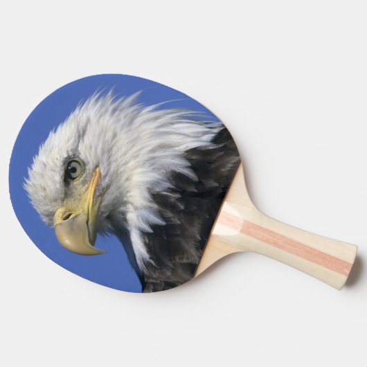 Bald Eagle (Haliaeetus leucocephalus), wild, Tafeltennisbatje (Zijkant)