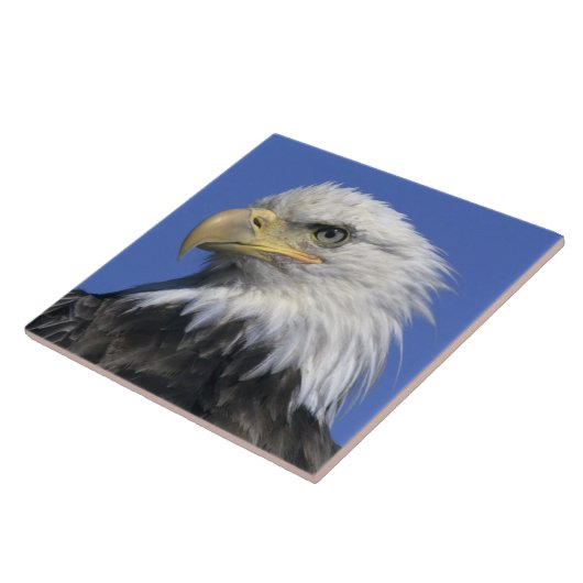 Bald Eagle (Haliaeetus leucocephalus), wild, Tegeltje (Zijkant)