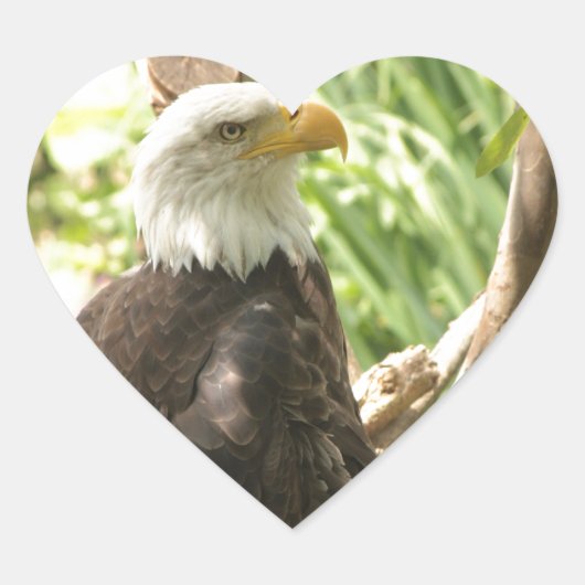 Bald Eagle Hart Sticker (Voorkant)