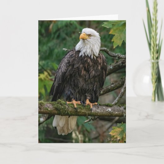 Bald Eagle Hartelijk dank Bedankkaart (Voorkant)