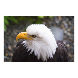 Bald Eagle Head Foto Afdruk