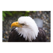 Bald Eagle Head Foto Foto Afdruk (Voorkant)