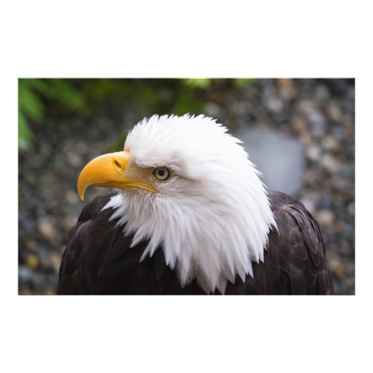Bald Eagle Head Foto Foto Afdruk (Voorkant)