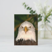 Bald Eagle Head op fotografie Briefkaart (Staand voorkant)