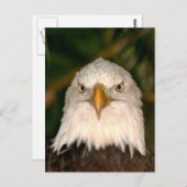 Bald Eagle Head op fotografie Briefkaart (Voorkant / Achterkant)