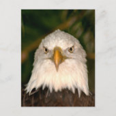 Bald Eagle Head op fotografie Briefkaart (Voorkant)
