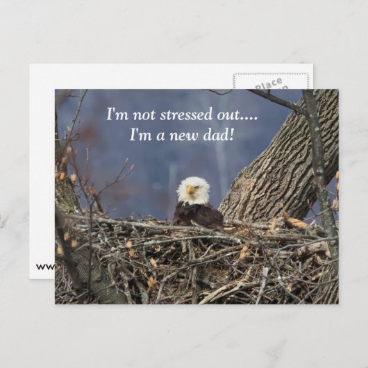 Bald Eagle heeft een slechte haardag Briefkaart (Voorkant / Achterkant)