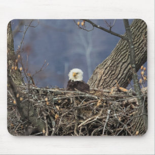 Bald Eagle heeft een slechte haardag Muismat