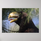 Bald Eagle Hiding poster (Voorkant)