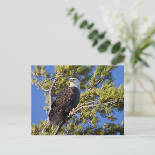 Bald Eagle II Briefkaart (Staand voorkant)