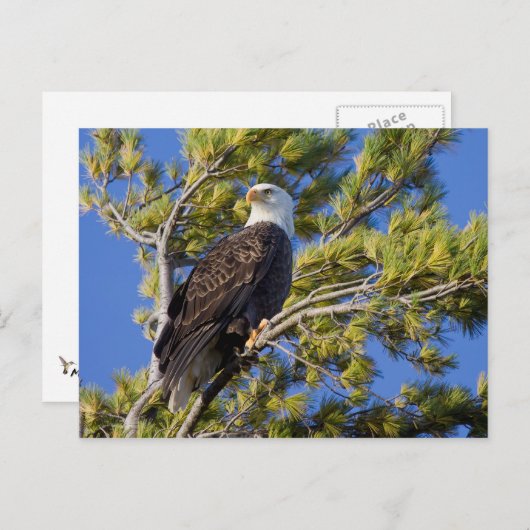 Bald Eagle II Briefkaart (Voorkant / Achterkant)