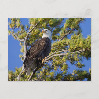 Bald Eagle II Briefkaart