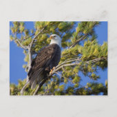 Bald Eagle II Briefkaart (Voorkant)