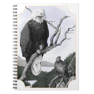 Bald Eagle  Illustratie Notitieboek