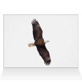 Bald Eagle in Blue Sky (Binnen Horizontaal (Boven))