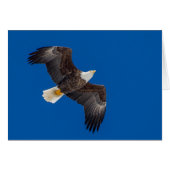 Bald Eagle in Blue Sky (Voorkant Horizontaal)