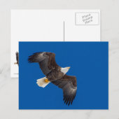 Bald Eagle in Blue Sky Briefkaart (Voorkant / Achterkant)