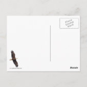 Bald Eagle in Blue Sky Briefkaart (Achterkant)