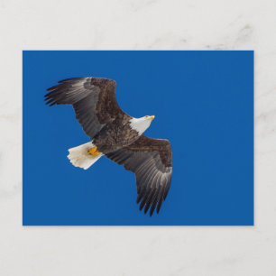 Bald Eagle in Blue Sky Briefkaart