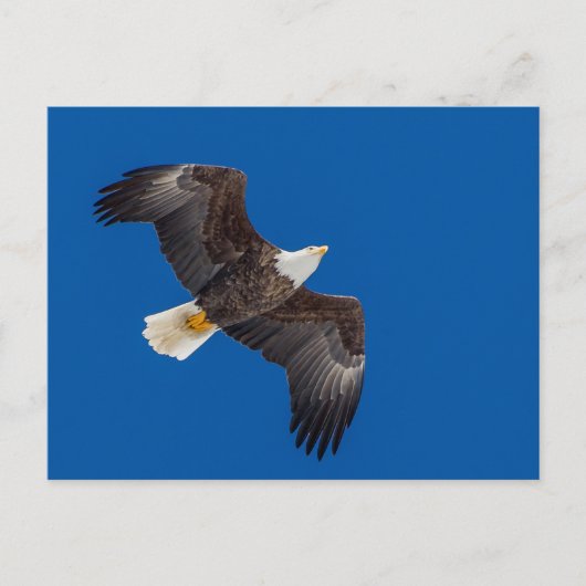 Bald Eagle in Blue Sky Briefkaart (Voorkant)