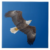 Bald Eagle in Blue Sky Tegeltje (Voorkant)