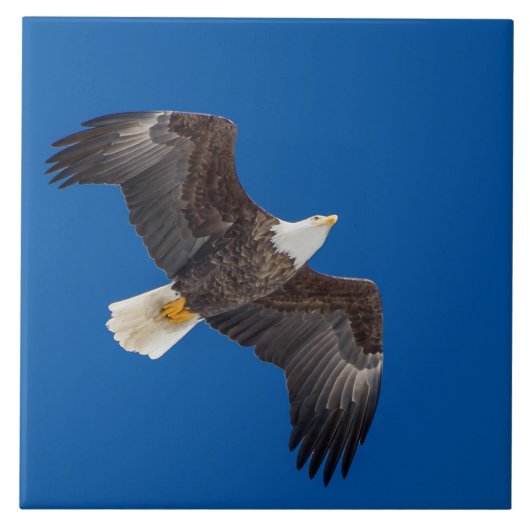 Bald Eagle in Blue Sky Tegeltje (Voorkant)