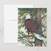 Bald Eagle in Branch Briefkaart (Voorkant / Achterkant)