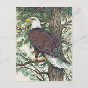 Bald Eagle in Branch Briefkaart