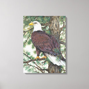 Bald Eagle in Branch Canvas Afdruk