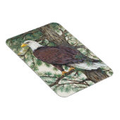 Bald Eagle in Branch Magneet (Rechterzijde)