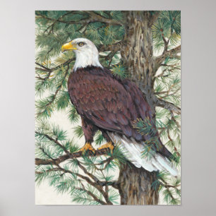 Bald Eagle in Branch Poster