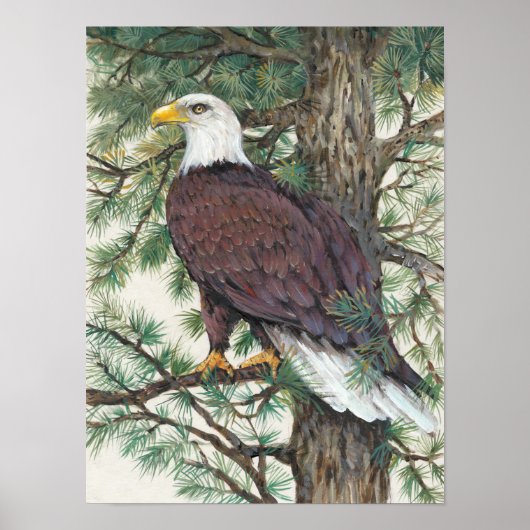 Bald Eagle in Branch Poster (Voorkant)