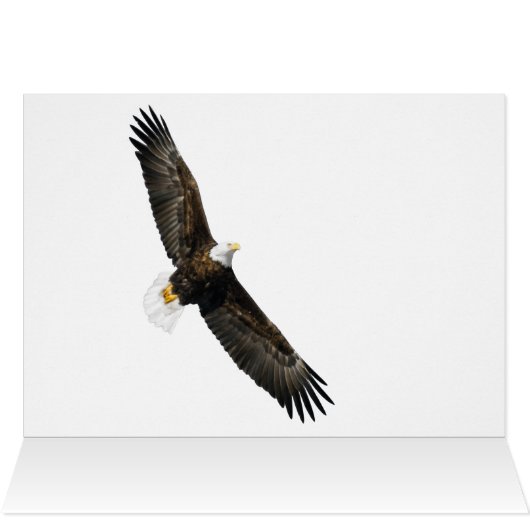 Bald Eagle in Clear Blue Sky (Binnen Horizontaal (Boven))