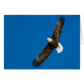 Bald Eagle in Clear Blue Sky (Voorkant Horizontaal)