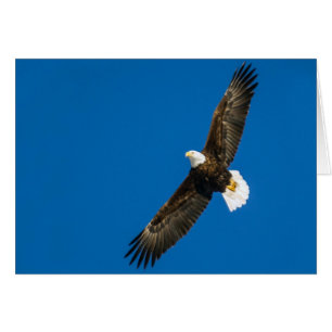 Bald Eagle in Clear Blue Sky