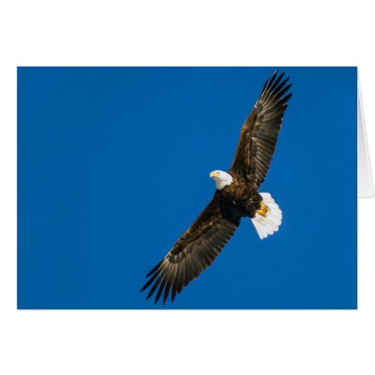 Bald Eagle in Clear Blue Sky (Voorkant Horizontaal)