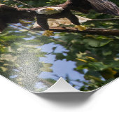 Bald Eagle in een Batman Pose. Foto Afdruk (Hoek)