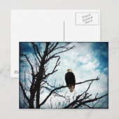 Bald Eagle in een boom met een blauwe hemel en wol Briefkaart (Voorkant / Achterkant)