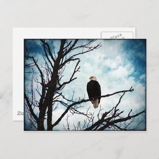 Bald Eagle in een boom met een blauwe hemel en wol Briefkaart (Voorkant / Achterkant)